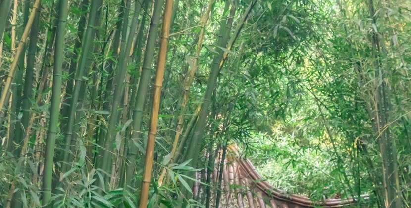 绿意满校园！夏日里的校园植物图鉴